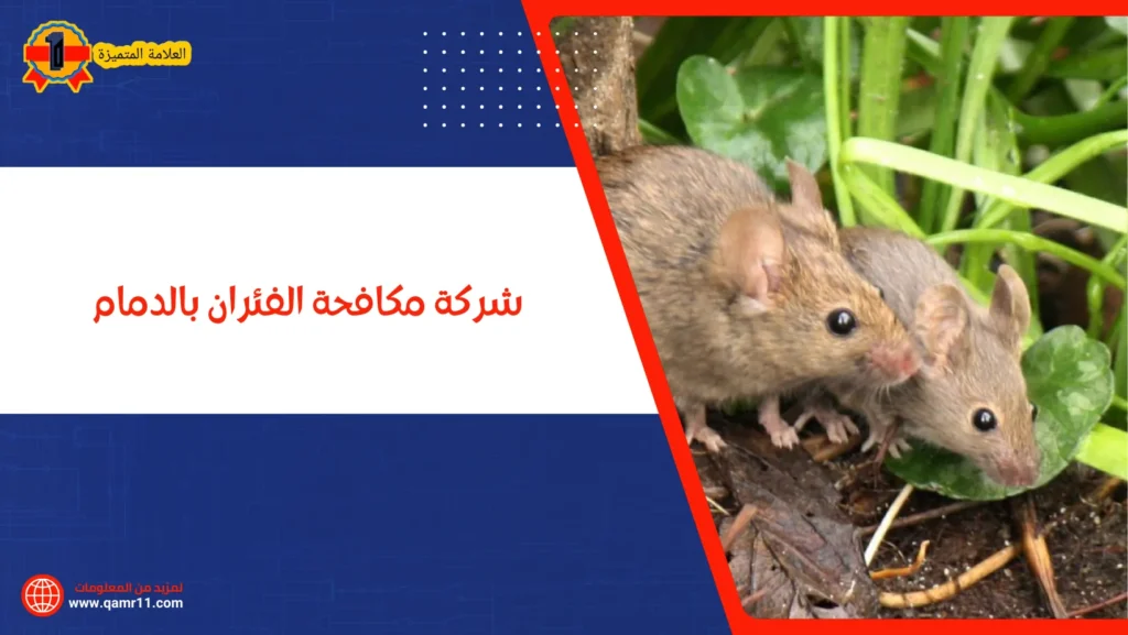 شركة مكافحة الفئران بالدمام