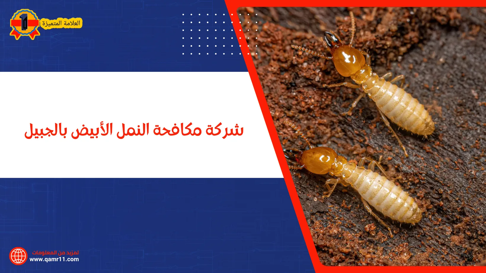 شركة مكافحة النمل الأبيض بالجبيل